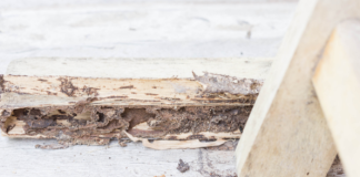 The Average Cost Of Termite Treatment in Singapore