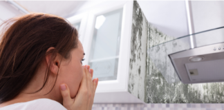 Common Types of Mould Found in Homes and How to Identify Them